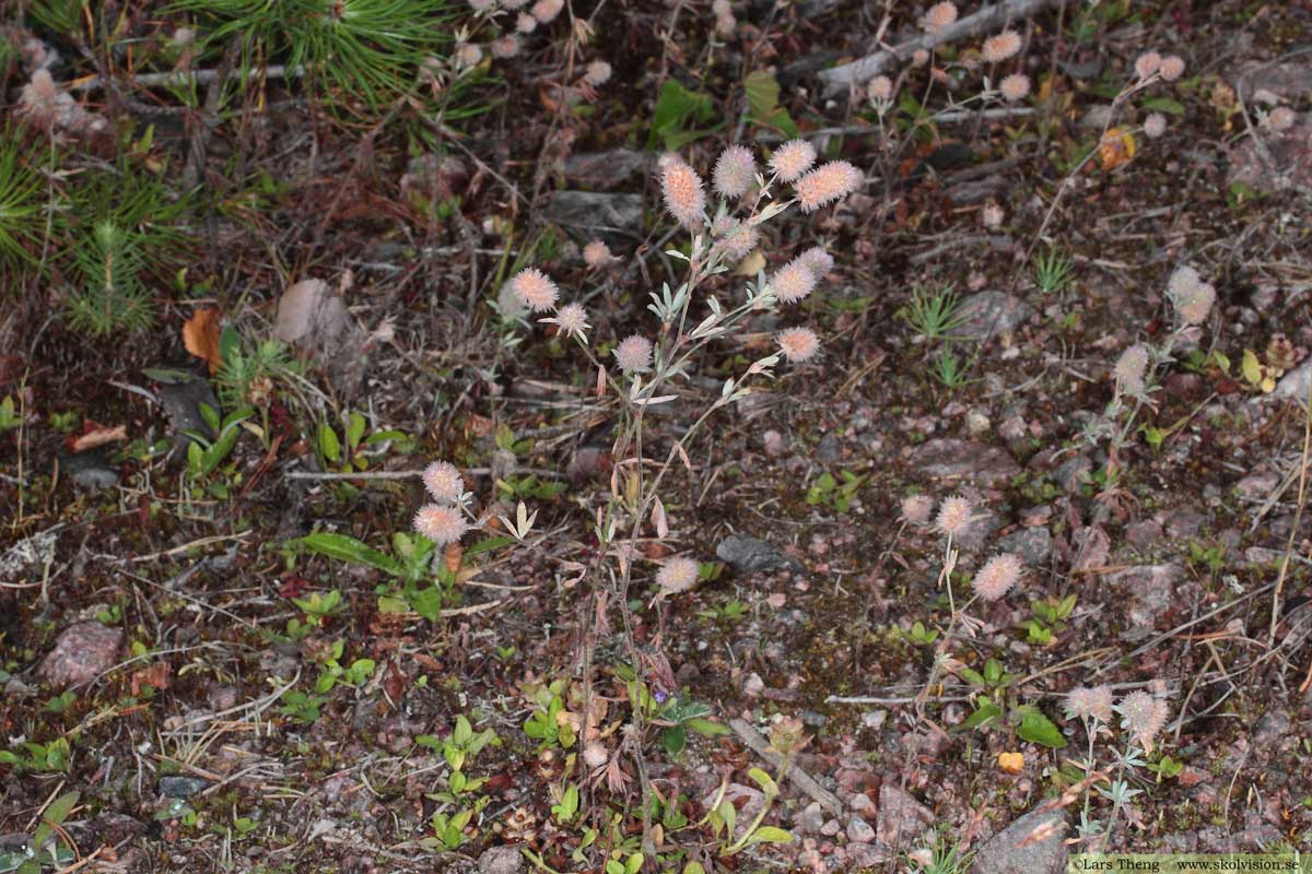 Harklöver, Trifolium arvense